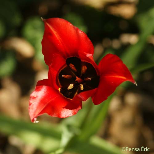 Tulipe précoce - Tulipa raddii