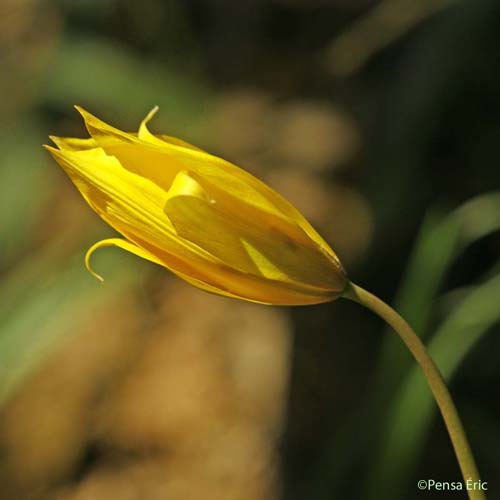 Tulipe sylvestre - Tulipa sylvestris subsp. sylvestris