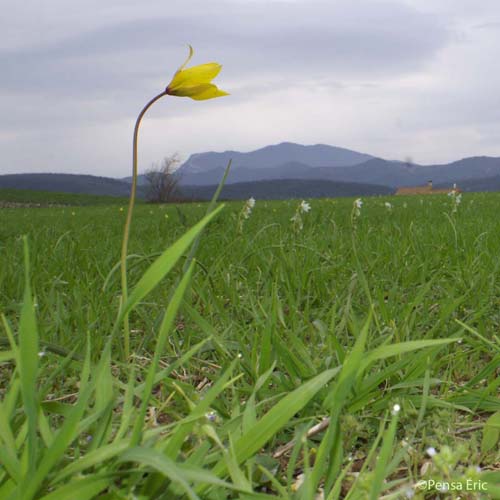 Tulipe sylvestre - Tulipa sylvestris subsp. sylvestris