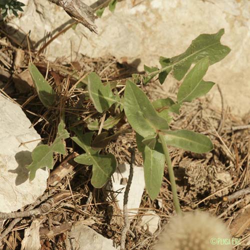 Urosperme de Daléchamps - Urospermum dalechampii