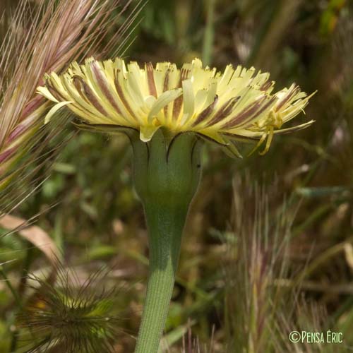 Urosperme de Daléchamps - Urospermum dalechampii