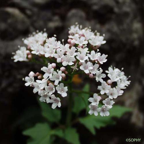 Valériane à feuilles trifides - Valeriana tripteris