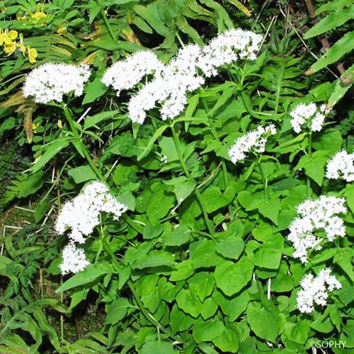 Valériane à feuilles trifides - Valeriana tripteris