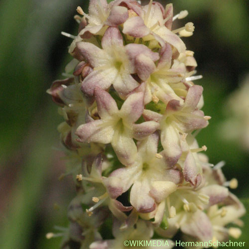 Valériane celte - Valeriana celtica subsp. celtica