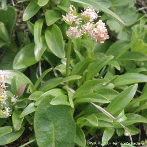 Valériane celte - Valeriana celtica subsp. celtica