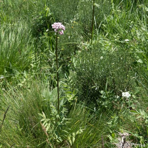 Valériane des collines - Valeriana officinalis var. officinalis
