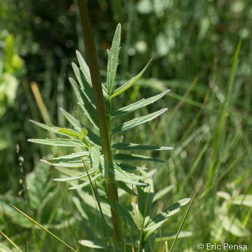 Valériane des collines - Valeriana officinalis var. officinalis