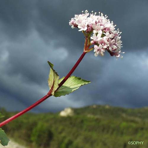 Valériane des montagnes - Valeriana montana