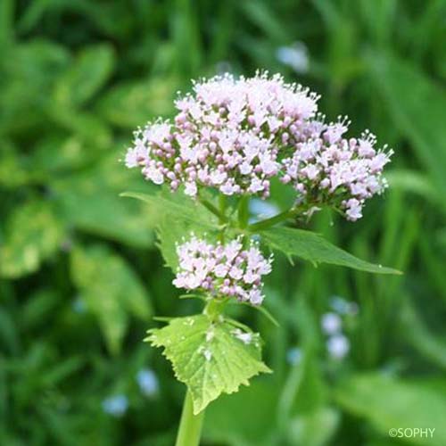 Valériane des Pyrénées - Valeriana pyrenaica