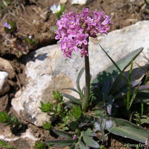 Valériane tubéreuse - Valeriana tuberosa