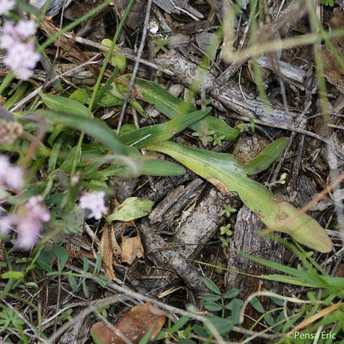 Valériane tubéreuse - Valeriana tuberosa