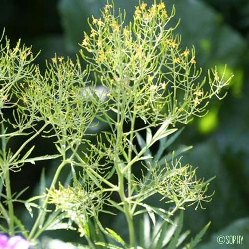 Vélar à feuilles de Tanaisie - Descurainia tanacetifolia subsp. tanacetifolia