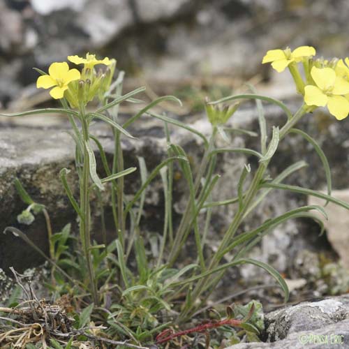 Vélar de Suisse - Erysimum rhaeticum