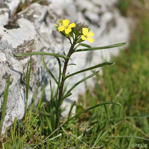 Vélar de Suisse - Erysimum rhaeticum