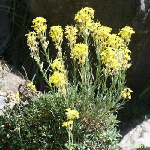 Vélar des Pyrénées - Erysimum duriaei subsp. pyrenaicum