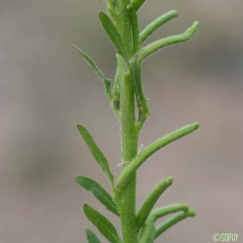 Vélar ronciné - Sisymbrium runcinatum