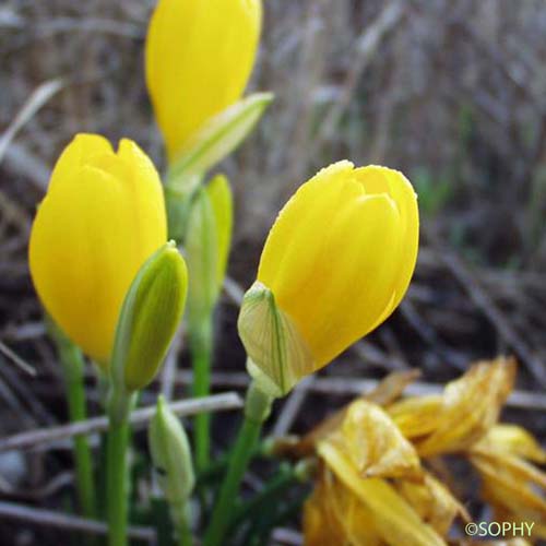 Vendangeuse jaune - Sternbergia lutea