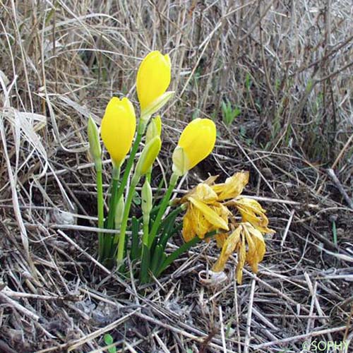 Vendangeuse jaune - Sternbergia lutea