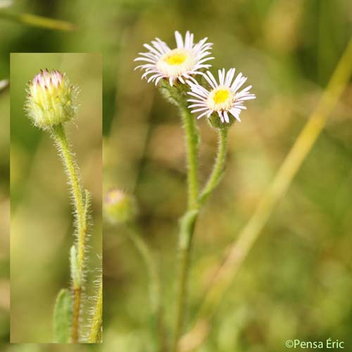 Vergerette âcre - Erigeron acris subsp. acris