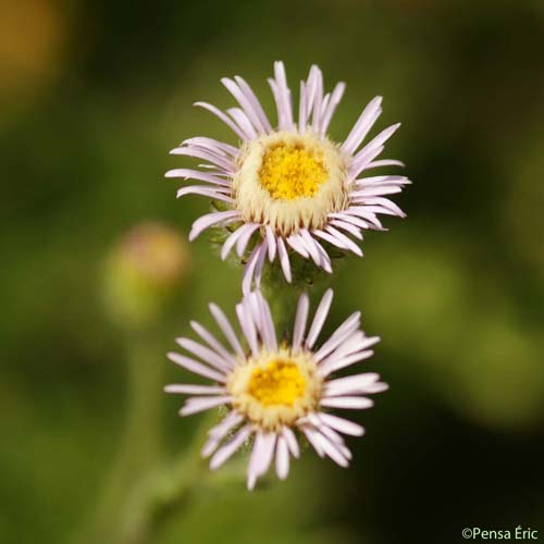 Vergerette âcre - Erigeron acris subsp. acris