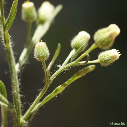 Vergerette de Sumatra - Erigeron sumatrensis