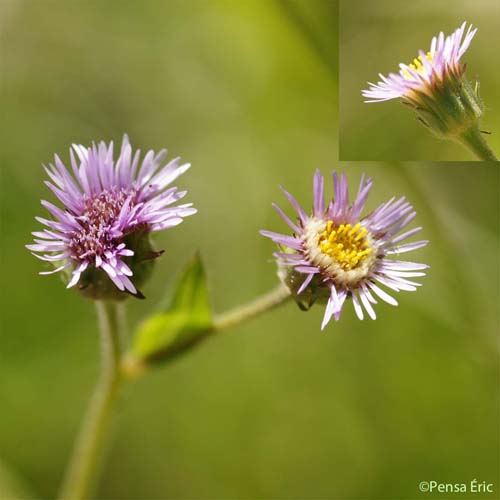 Vergerette des Alpes - Erigeron alpinus