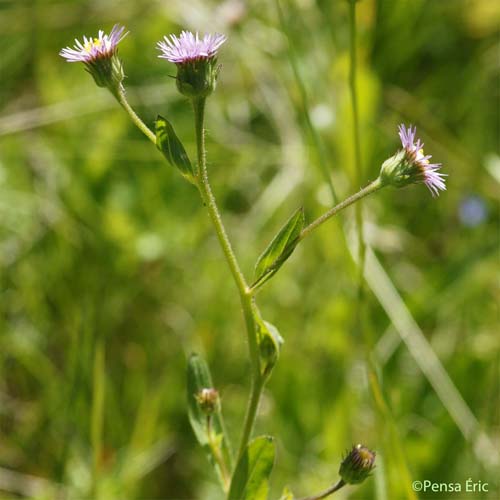 Vergerette des Alpes - Erigeron alpinus