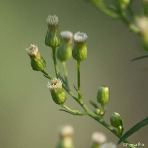 Vergerette du Canada - Erigeron canadensis