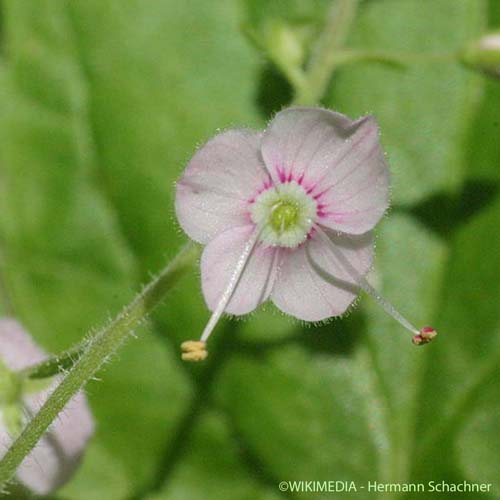 Véronique à feuilles d'Ortie - Veronica urticifolia