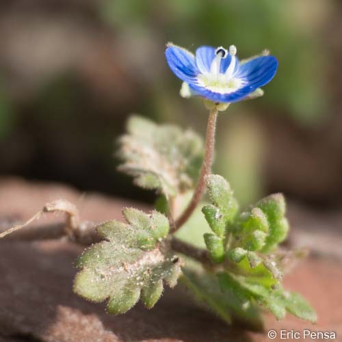 Véronique à feuilles de Lierre - Veronica hederifolia