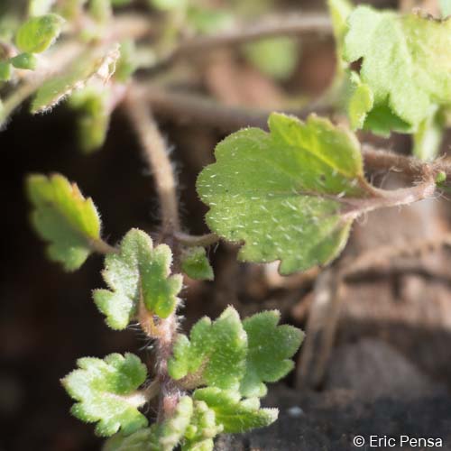 Véronique à feuilles de Lierre - Veronica hederifolia