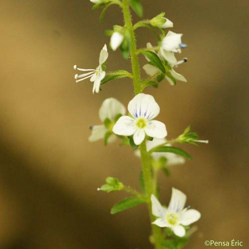 Véronique à feuilles de Serpolet - Veronica serpyllifolia subsp. serpyllifolia