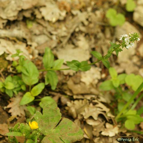 Véronique à feuilles de Serpolet - Veronica serpyllifolia subsp. serpyllifolia