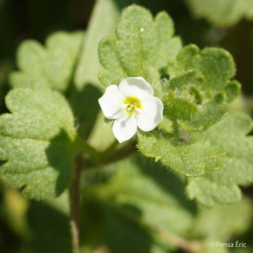 Véronique Cymbalaire - Veronica cymbalaria