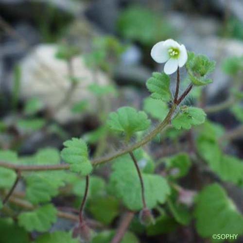 Véronique Cymbalaire - Veronica cymbalaria