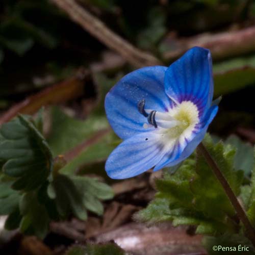 Véronique de Perse - Veronica persica