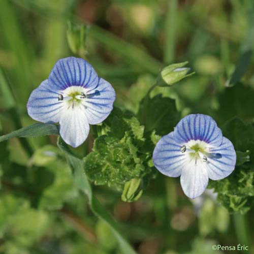 Véronique de Perse - Veronica persica