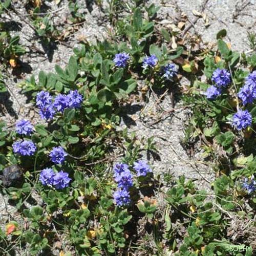 Véronique des Alpes  - Veronica alpina