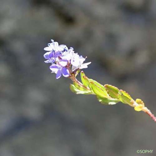 Véronique des Alpes  - Veronica alpina