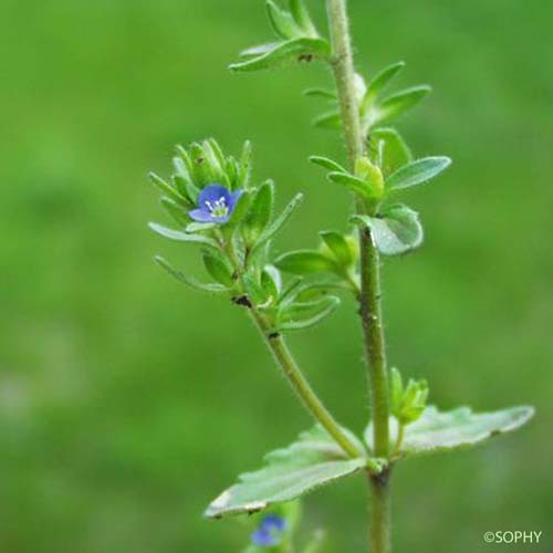 Véronique des champs - Veronica arvensis