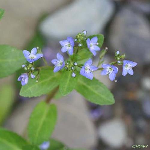 Véronique des ruisseaux - Veronica beccabunga subsp. beccabunga