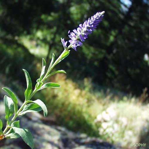 Véronique en épi - Veronica spicata