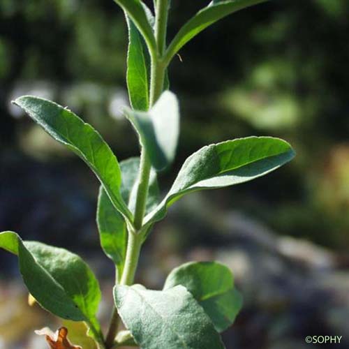 Véronique en épi - Veronica spicata
