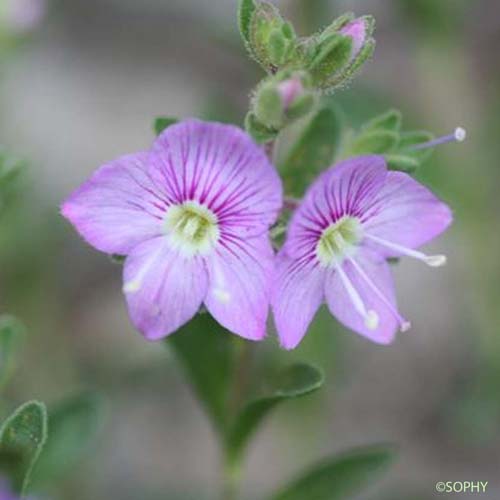 Véronique ligneuse - Veronica fruticulosa