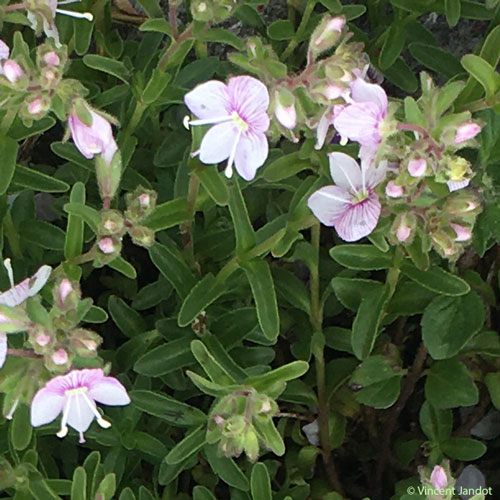 Véronique ligneuse - Veronica fruticulosa