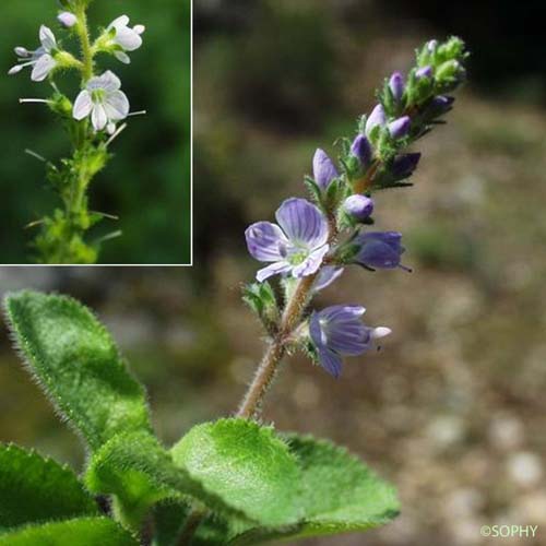 Véronique officinale - Veronica officinalis