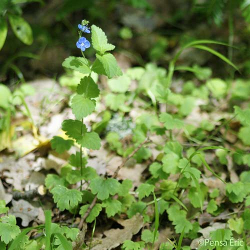 Véronique Petit-chêne - Veronica chamaedrys subsp. chamaedrys