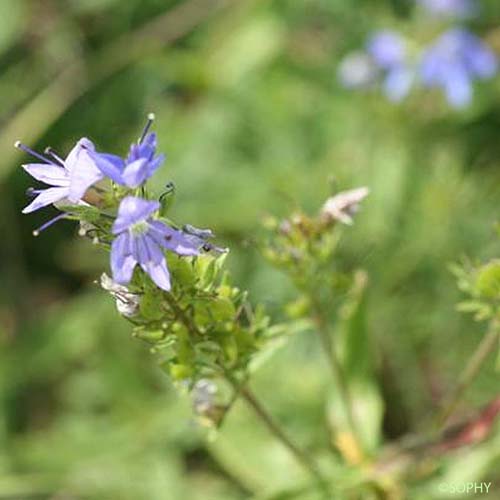 Véronique prostrée - Veronica saturejifolia