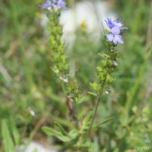 Véronique prostrée - Veronica saturejifolia