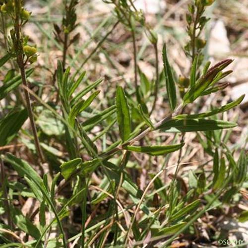 Véronique prostrée - Veronica saturejifolia